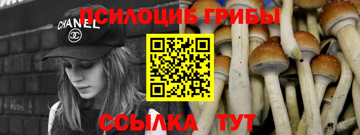 Галлюциногенные грибы Psilocybe Новозыбков